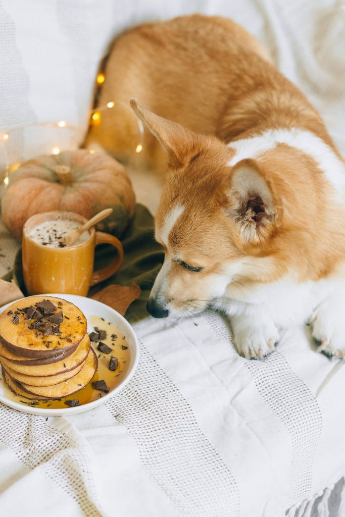 A Brown and White Dog Beside a Pile of Chocolate Pancakes and a Frothy Drink in a Mug