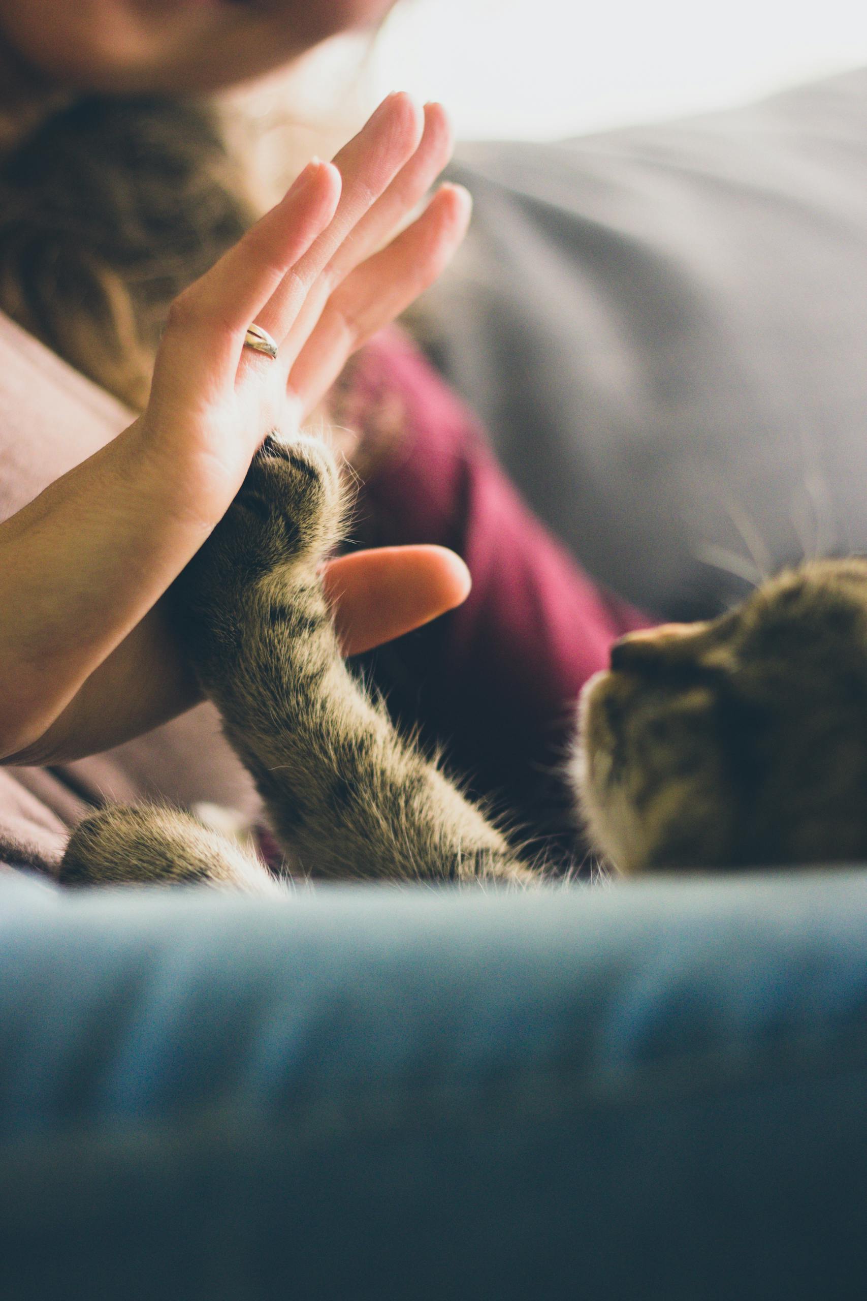 Person Giving High Five to Grey Cat